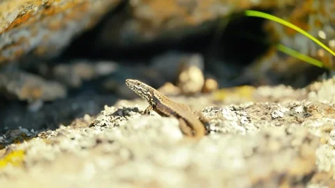 Sunlit Beauty: Vibrant Lizard Basking on Rocky Surface Stock Footage 273369439