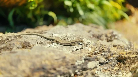 Sunlit Beauty: Vibrant Lizard Basking on Rocky Surface Stock Footage 273369524