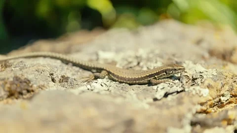 Sunlit Beauty: Vibrant Lizard Basking on Rocky Surface Stock Footage 273369579