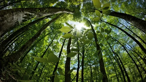 Sunlit Beech Seedlings in the Beech Forest Stock Footage 327547955