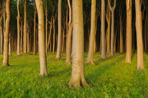 Sunlit beech trees in forest at sunset in Gespensterwald (Ghost Forest) in Stock Photos