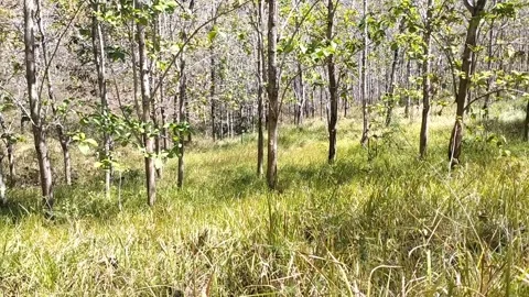 Sunlit Birch Forest Clearing Vídeos de archivo 340017912