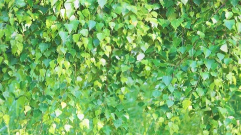 Sunlit birch leaves flutter in gentle breeze, filling horizontal view with layer Stock Footage 342053136