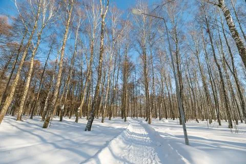 Sunlit birch slope with long shadows on winter cold day, warm sunlight painting Stock Photos