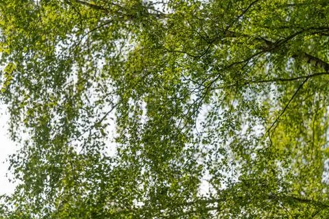 Sunlit birch tree canopy with fluttering green leaves against bright sky 写真素材