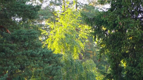 Sunlit Birch Tree Illuminated Between Dark Evergreen Pine Trees Stock Footage 344462846