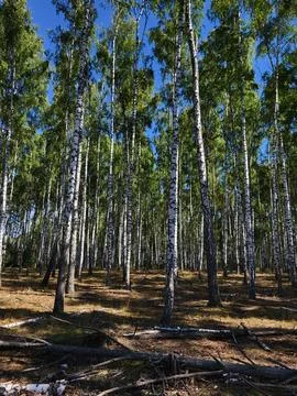Sunlit Birches in the Forest Stock Photos