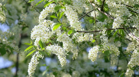 Sunlit bird cherry blossom with white petals and yellow stamens Vídeos de archivo 38671245