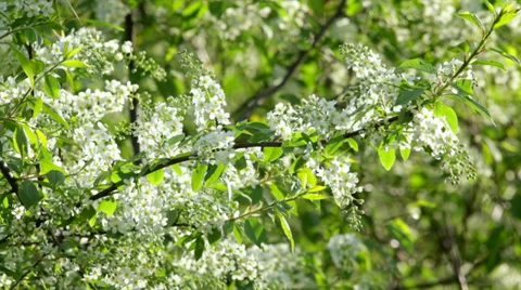 Sunlit bird cherry white blossom trusses with yellow stamens 動画素材 38670862