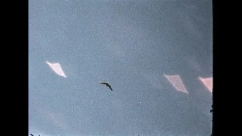 Sunlit Bird in Flight Stock Footage 274200174