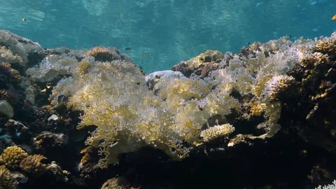 Sunlit bleached fire corals in shallow sea water with other colorful corals. Stock Footage 290788674