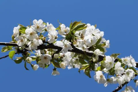 Sunlit blooming branch of fruit tree and clear blue sky at background on sunn Stock Photos