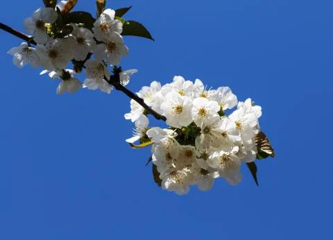 Sunlit blooming branches of fruit tree and clear blue sky at background on su Stock Photos