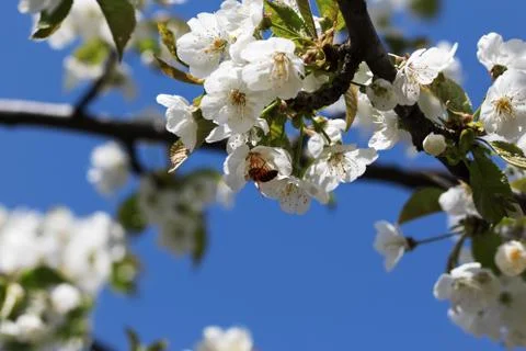 Sunlit blooming branches of fruit tree with small flowers and leaves Stock Photos