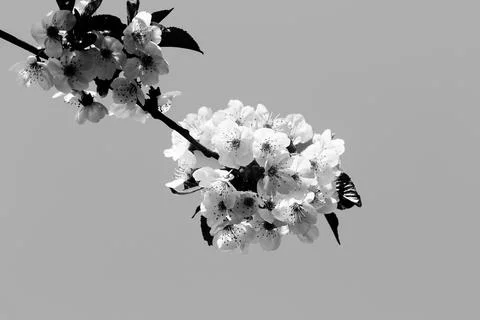 Sunlit blooming branches of fruit tree on sunny day and clear gray background Foto stock
