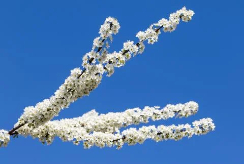 Sunlit blooming branches of fruit tree with small flowers and leaves and clea Stock Photos