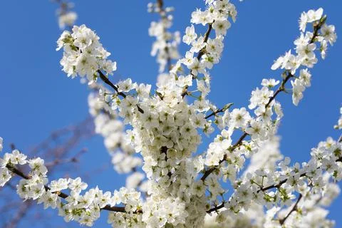 Sunlit blooming branches of fruit tree with small flowers and leaves and blue Stock Photos
