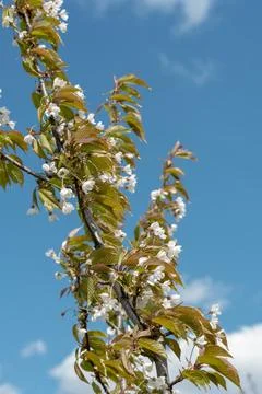 Sunlit Blooming Tree Branches in Springtime Stock Photos