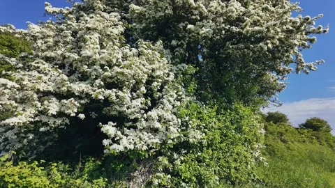 Sunlit blooming trees and wind-bent shrubs in peaceful green countryside Stock Footage 309768249