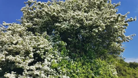 Sunlit blooming trees and wind-bent shrubs in peaceful green countryside Stock Footage 309768281
