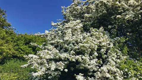 Sunlit blooming trees and wind-bent shrubs in peaceful green countryside Stock Footage 309768360