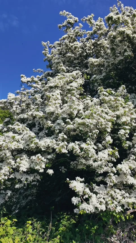 Sunlit blooming trees and wind-bent shrubs in peaceful green countryside Stock Footage 309768994