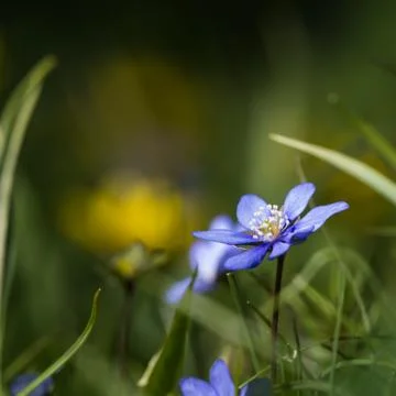 Sunlit Blue Anemone closeup Stock Photos