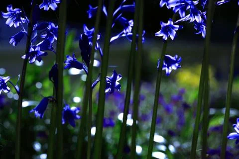 Sunlit bluebells Stock Photos