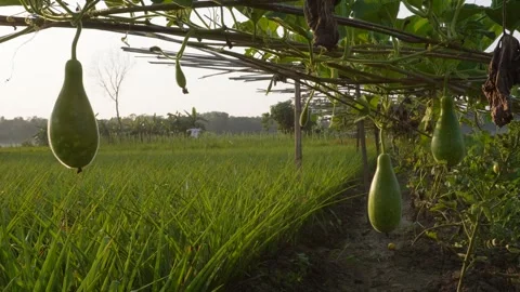 Sunlit Bottle Gourds Cascading Stock Footage 326157836