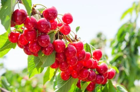 Sunlit branch of cherry berry tree Stock Photos
