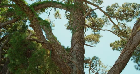 Sunlit branches and vines twist across a tall pine tree on Capri Italy in a warm Video stock 327791348