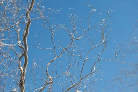 Sunlit branches dotted with tiny buds, clear blue sky, delicate twigs, crisp lig Stock Photos