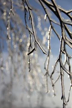 Sunlit branches with freezing rain on the background of snow and sky Stockfoto's
