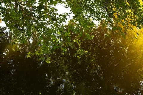 Sunlit branches with green leaves reflected in a calm, dark water surface, .. Stock Photos