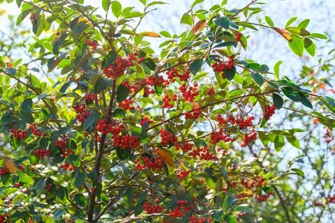 Sunlit branches hold clusters of vibrant red berries Stock Photos