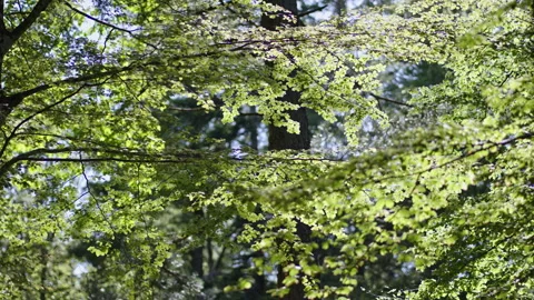 Sunlit Branches with Small Fresh Leaves in Italian Woodland Stock Footage 344597377