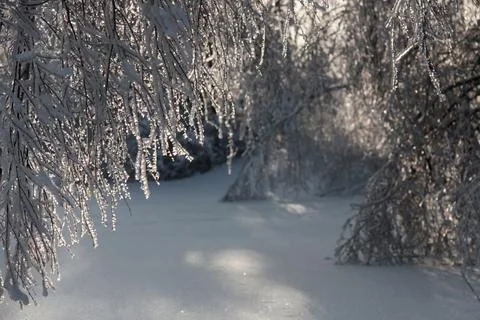 Sunlit branches of trees covered with ice after freezing rain Stockfoto's