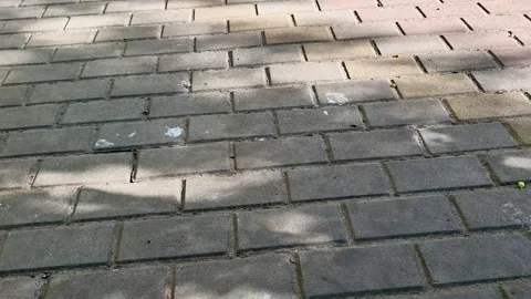 Sunlit Brick Pavement with Moving Tree Shadows on Walkway Stock Footage 336887274