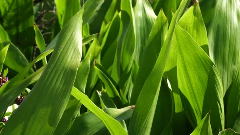 Sunlit Broad Green Leaves with Parallel Veins Forming a Lush Tropical Pattern Stock Footage 347892257