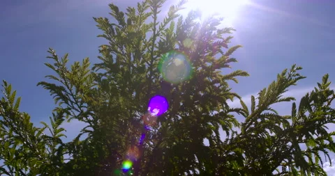 Sunlit buddhist monastery Stock-Footage 233105636