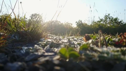 Sunlit Bugs In the Grass on Ground Stock Footage 85860988