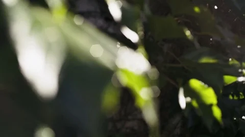 Sunlit bush foliage in close up Stock Footage