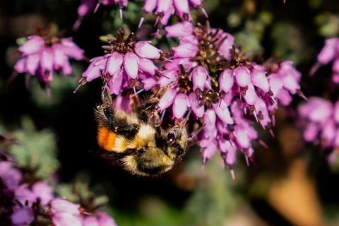 Sunlit Buzz: Bombus melanopygus on a Spring Bloom Stock Photos