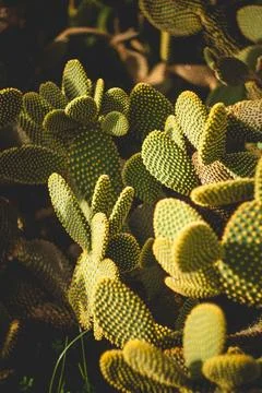 Sunlit Cacti Stock Photos