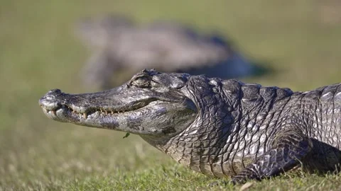 Sunlit Caiman Resting on Short Grass with Second Reptile in Soft Focus Stock Footage 337226492