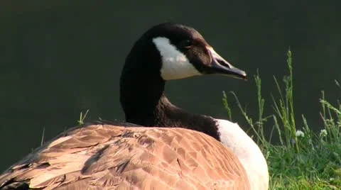 Sunlit Canadian Goose Stock Footage 11060424
