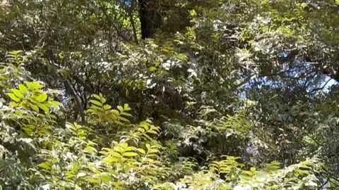 Sunlit Canopy and Thick Trunk of an Ancient Forest Tree 스톡 동영상 342264124