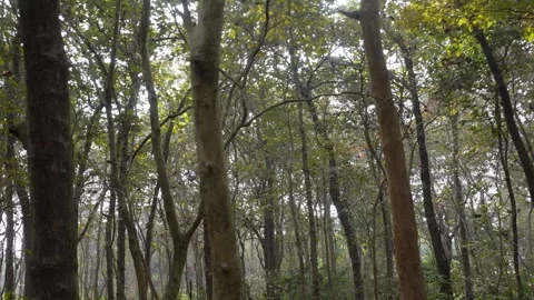 Sunlit Canopy in Dense Forest Stock Footage 333262389