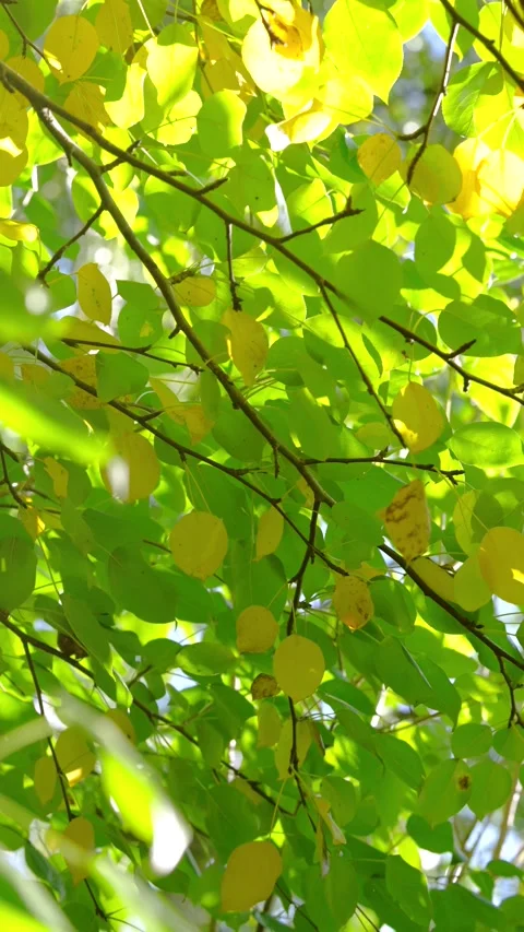 Sunlit canopy of green and yellow heart-shaped leaves with crisscrossing branche Stock Footage 345398893
