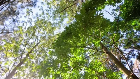 Sunlit Canopy at Melbourne Zoo Vídeos de archivo 310540506